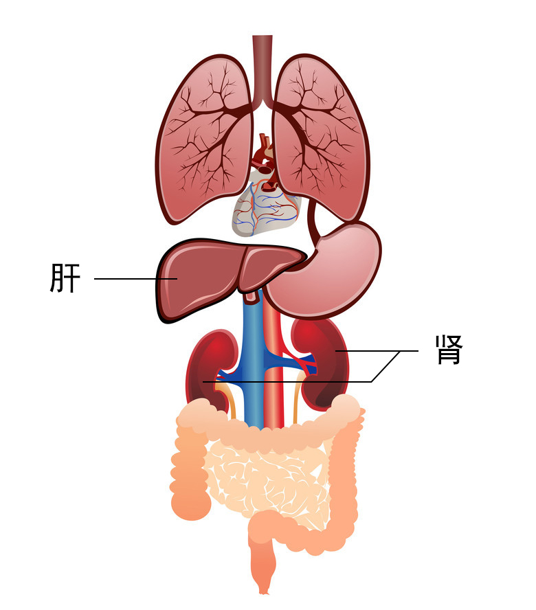 肝脏和肾脏的位置图片图片